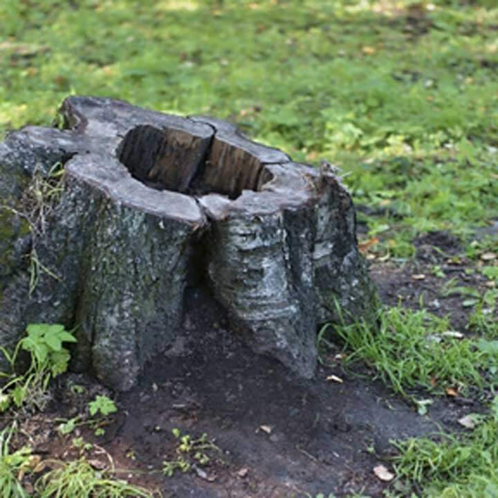 Tree stump surrounded by grass