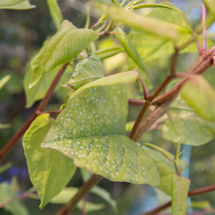 Japanese knotweed