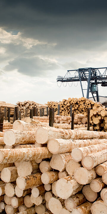 Logs at BSW Timber Group