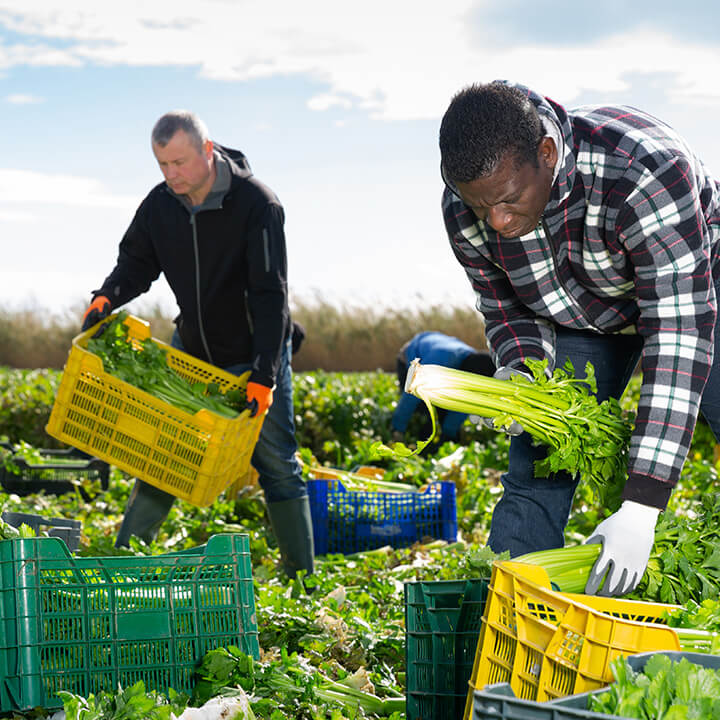 African-american-farm-worker-arranging-crop-of-celery-in-boxes