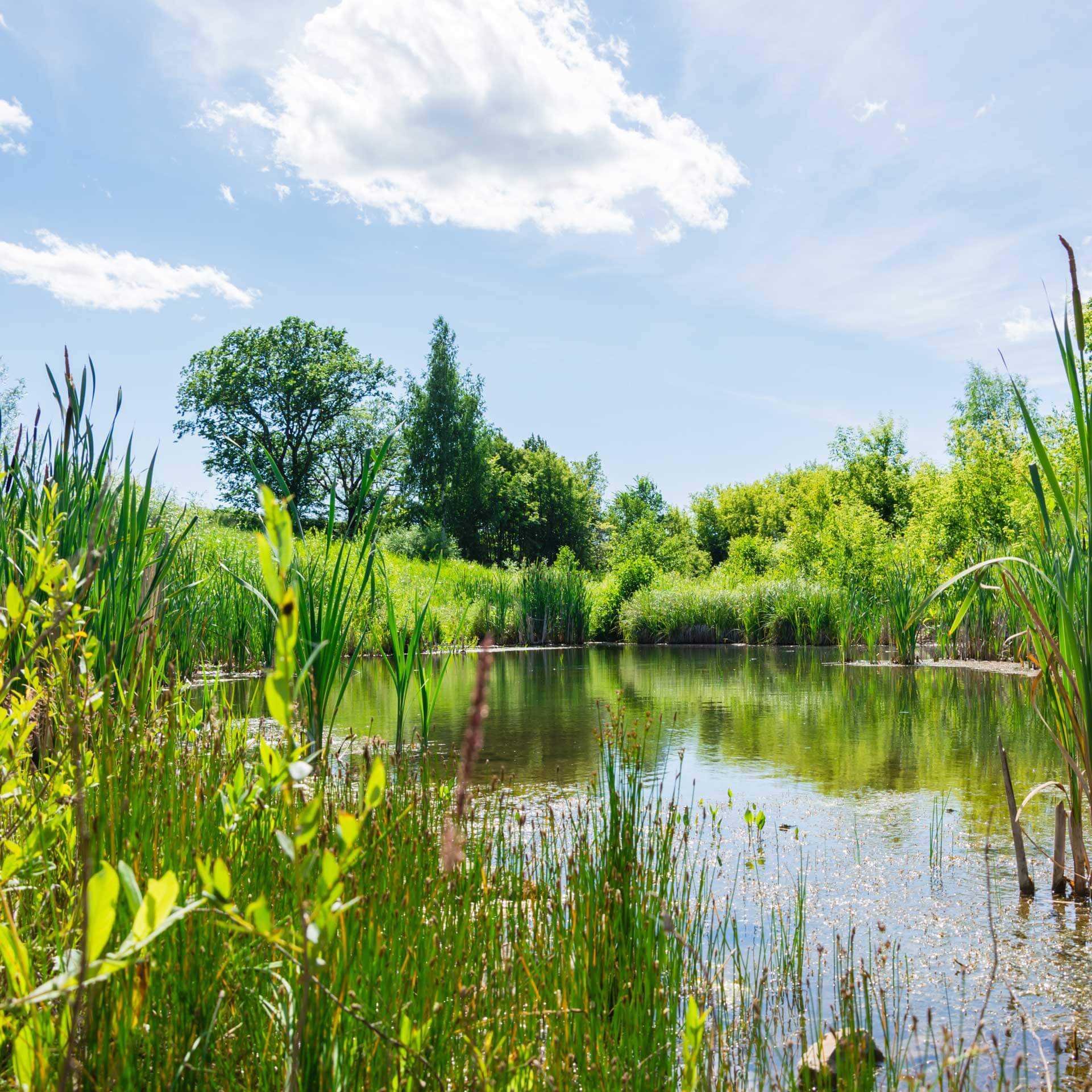 An image of a calm pond under a blue sky, with reeds and trees. A visual metaphor for the topic of this post Biodiversity Net Gain (BNG).
