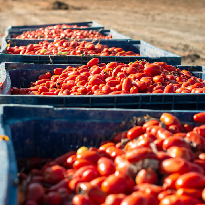 big-crates-with-tomatoes