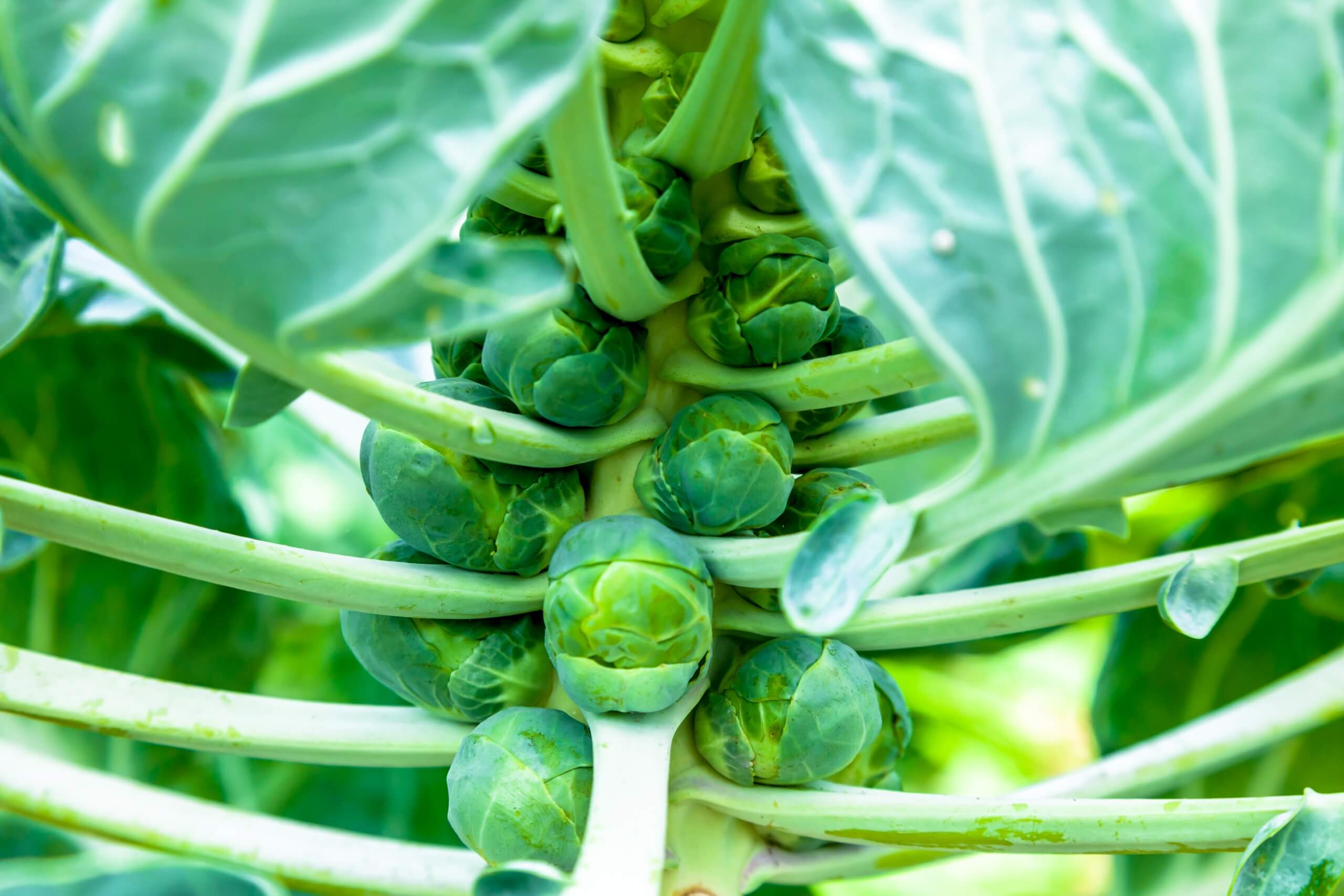 Brussels sprouts growing on a farm